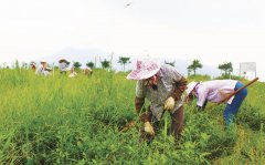 <b>一般是剪去茶树顶端的嫩</b>